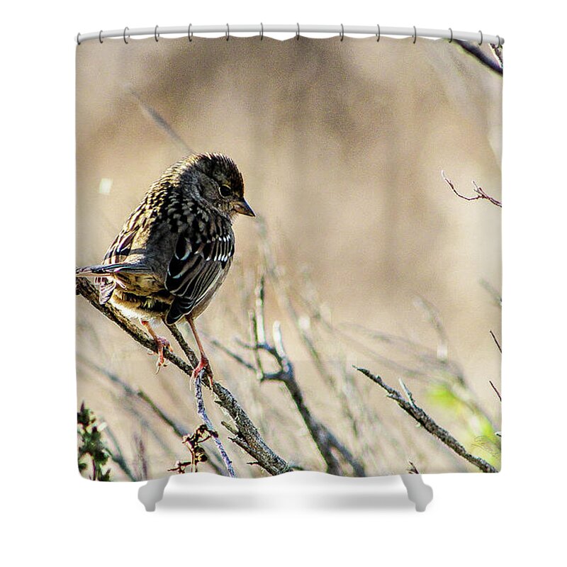 Bird Shower Curtain featuring the photograph Snarky Sparrow by Adam Morsa