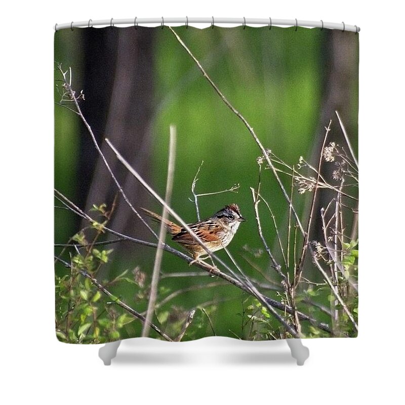 Wildlife Shower Curtain featuring the photograph Sparrow On A Branch by John Benedict
