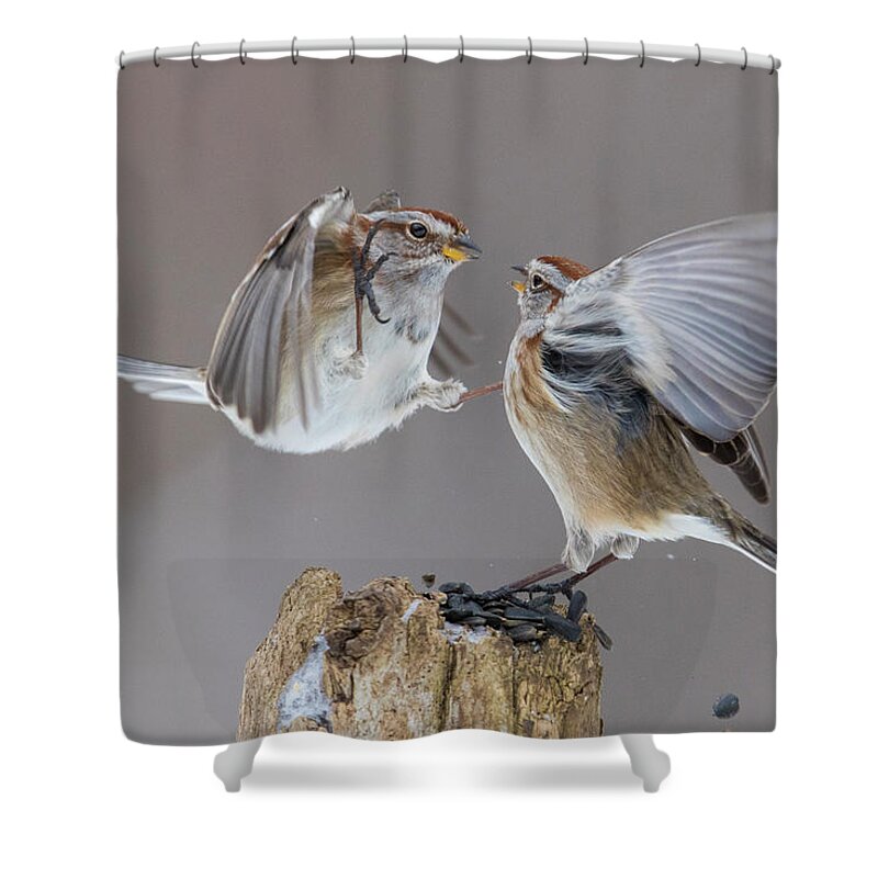  Tree Shower Curtain featuring the photograph Sparrows Fight by Mircea Costina Photography