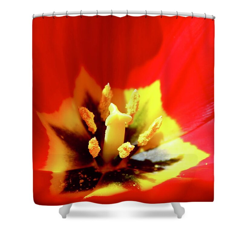 Photography Shower Curtain featuring the photograph Species Tulip POW by M E