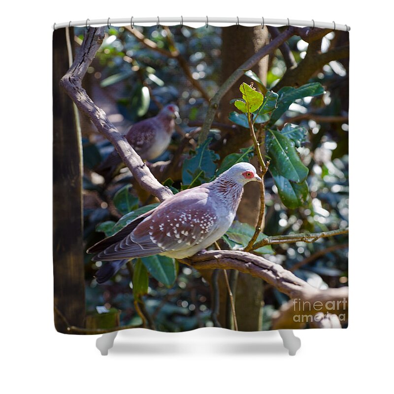 Bird Shower Curtain featuring the photograph Speckle Pigeon by Donna Brown