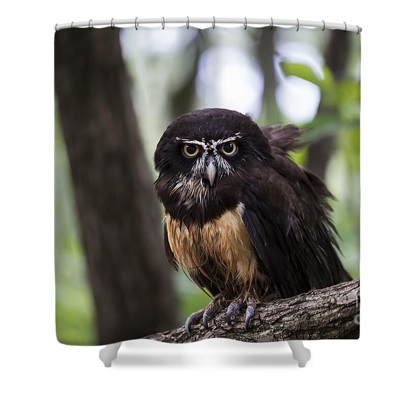 Owl Shower Curtain featuring the photograph Spectacled Owl by Andrea Silies