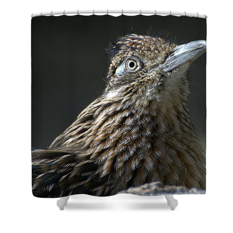 Greater Roadrunner Shower Curtain featuring the photograph Speed Demon by Fraida Gutovich