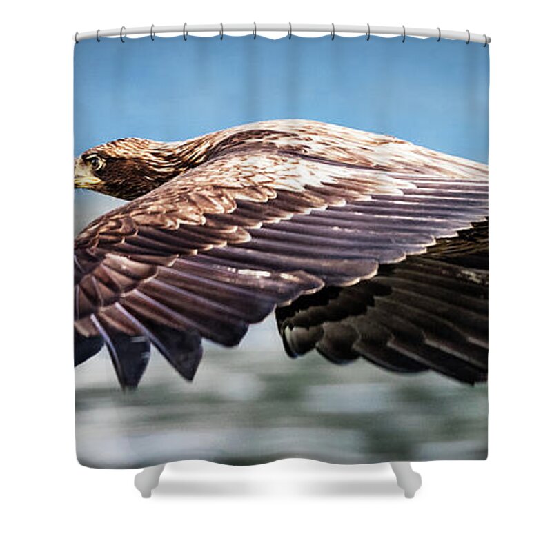 Bird Shower Curtain featuring the photograph Speeding by Bruce Bonnett