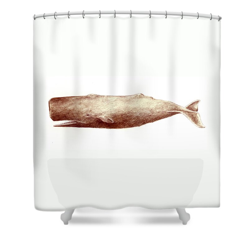 Whale Shower Curtain featuring the painting Sperm Whale by Michael Vigliotti