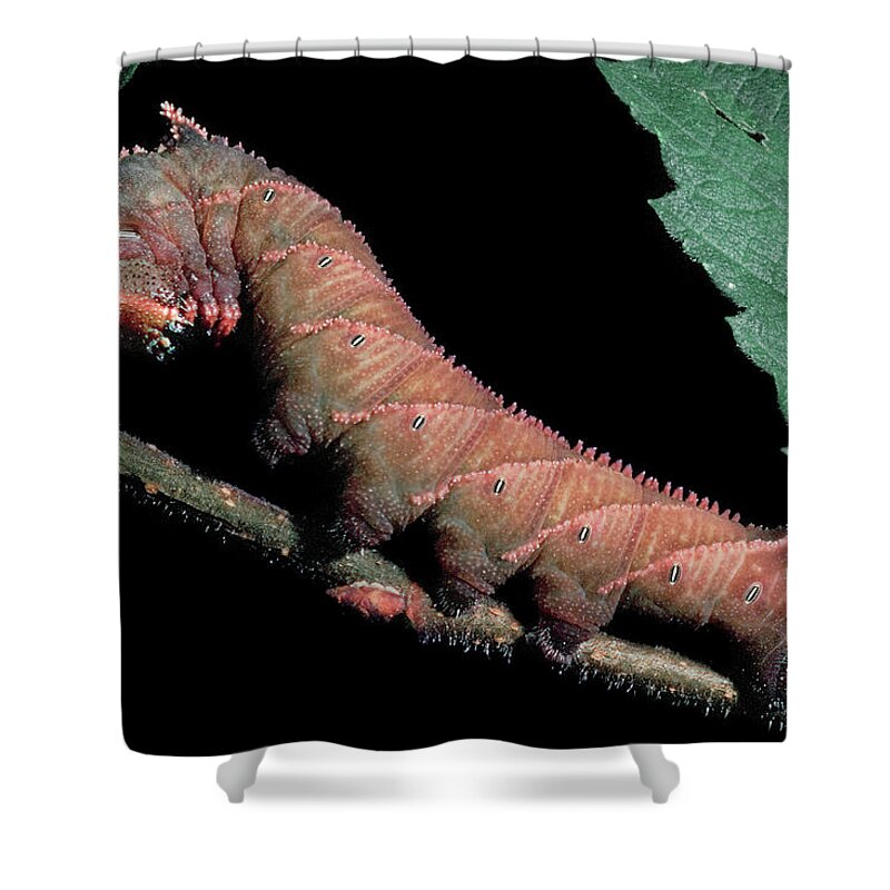 Insects Shower Curtain featuring the photograph Sphinx Moth Caterpillar by Gary Shepard