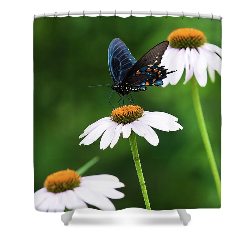 Butterfly Shower Curtain featuring the photograph Spice Bush Swallowtail Echinacea Trio by Lara Ellis