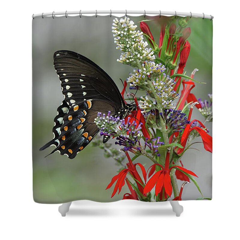 Spicebush Swallowtail Butterfly Shower Curtain featuring the photograph Spicebush Swallowtail and Flowers by Robert E Alter Reflections of Infinity
