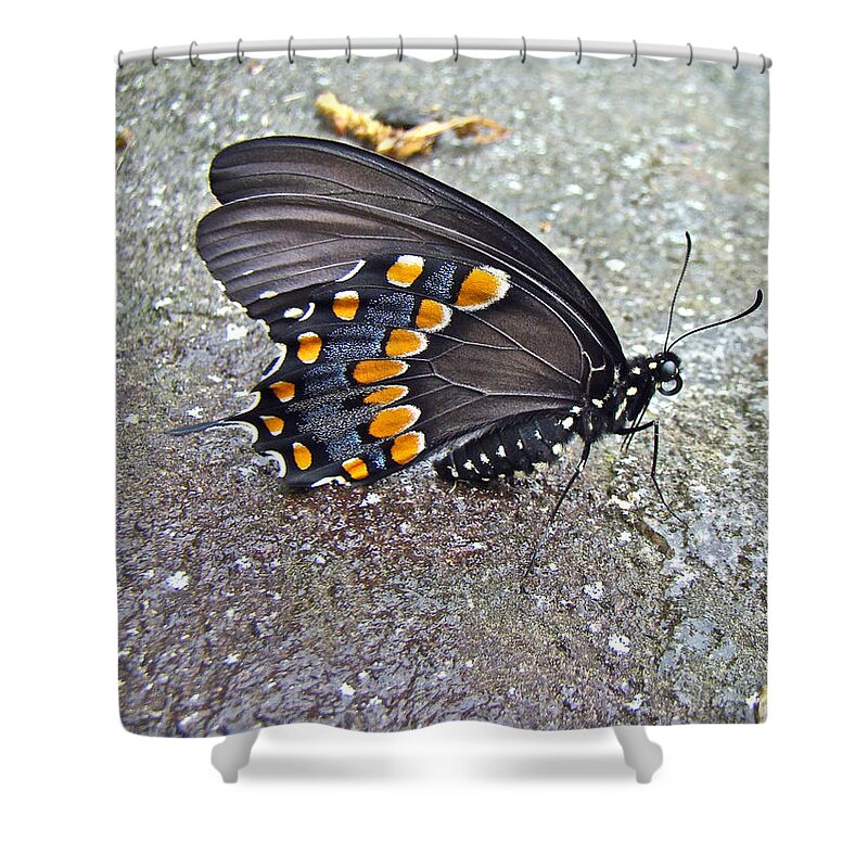 Butterfly Shower Curtain featuring the photograph Spicebush Swallowtail Butterfly Female - Papilio troilus troilus by Carol Senske
