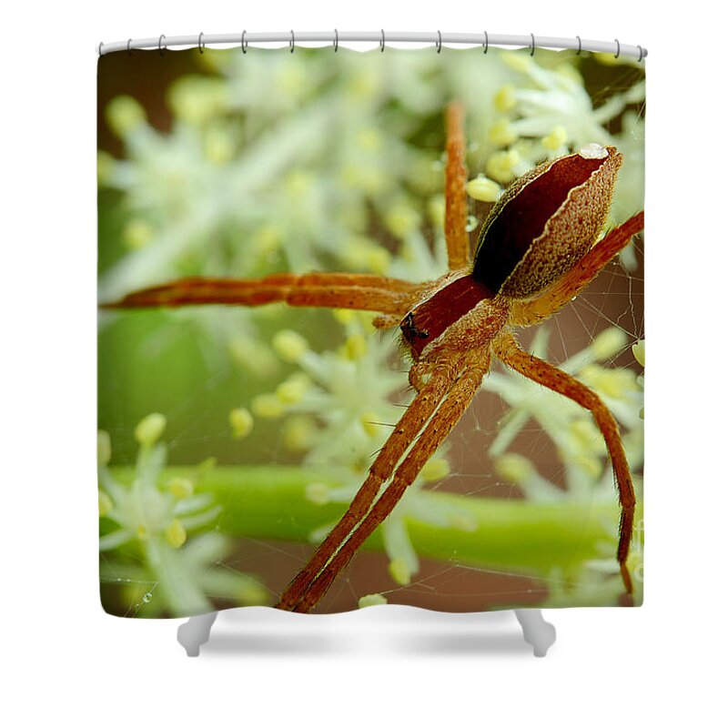 Spider Shower Curtain featuring the photograph Spider In The Flowers by Michael Eingle
