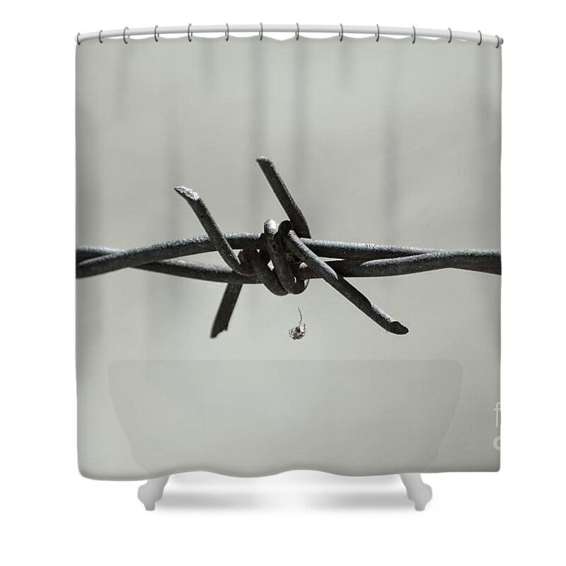 Spider On Barbed Wire In Black And White Shower Curtain featuring the photograph Spider on Barbed Wire in Black and White by Leah McPhail