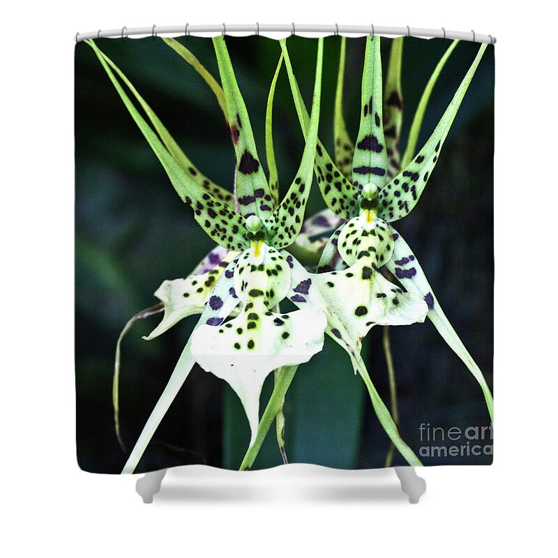 Orchid Shower Curtain featuring the photograph Spider Orchid Brassia by Heiko Koehrer-Wagner