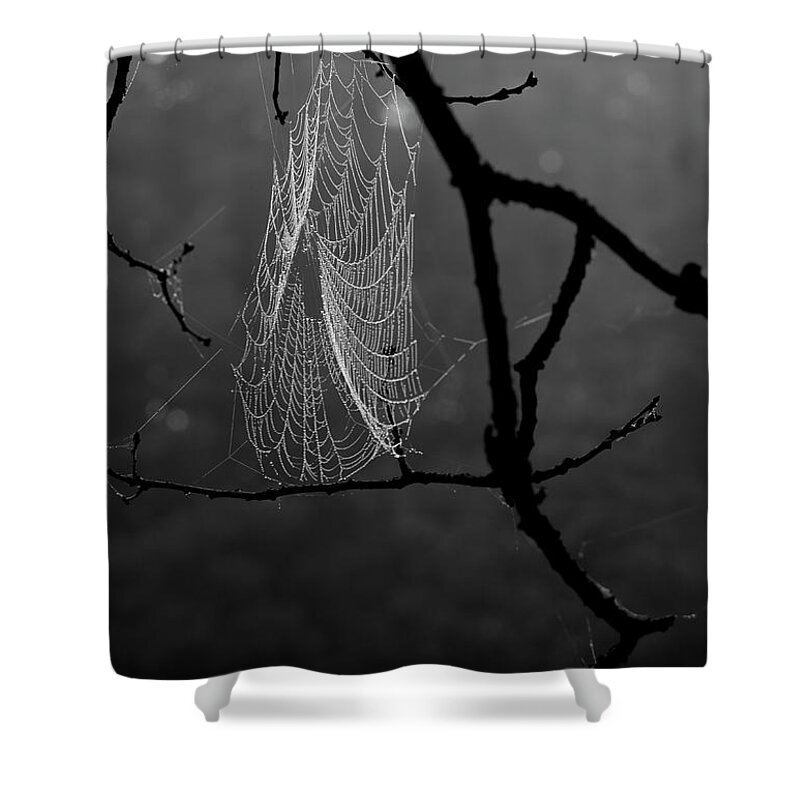 Spider Shower Curtain featuring the photograph Spider Web by Alana Ranney