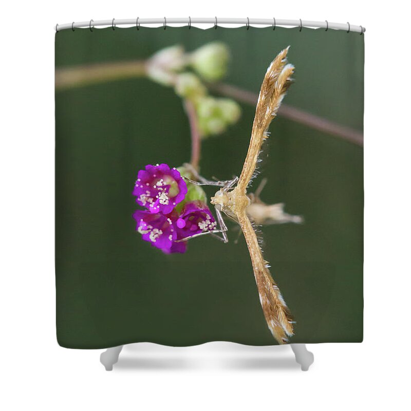 Moth Shower Curtain featuring the photograph Spiderling Plume Moth on Wineflower by Paul Rebmann