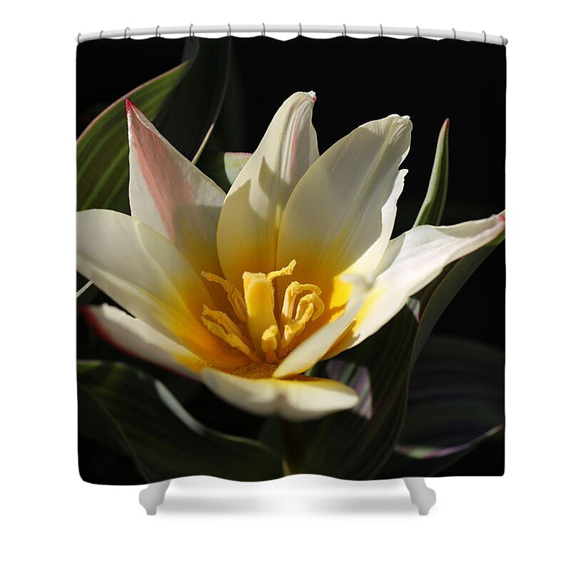 Tulip Shower Curtain featuring the photograph Spiky Tulip by Tammy Pool