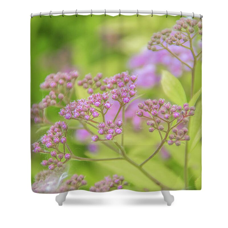 Spirea Shower Curtain featuring the photograph Spirea by Pamela Williams