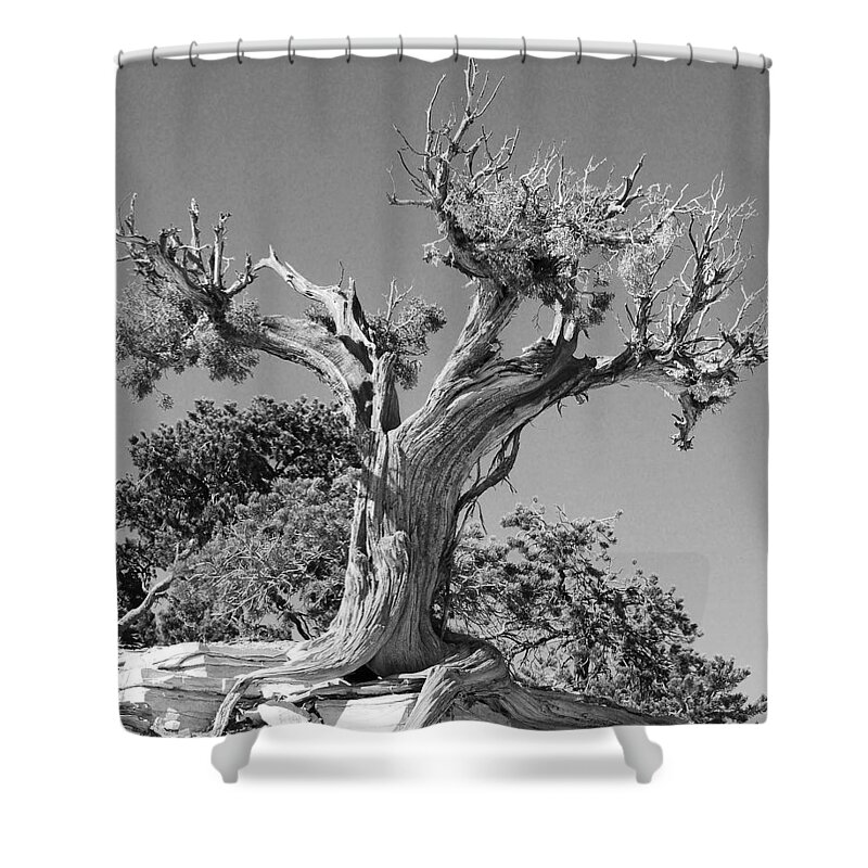 Abstract Shower Curtain featuring the photograph Spirit Tree by Maggy Marsh