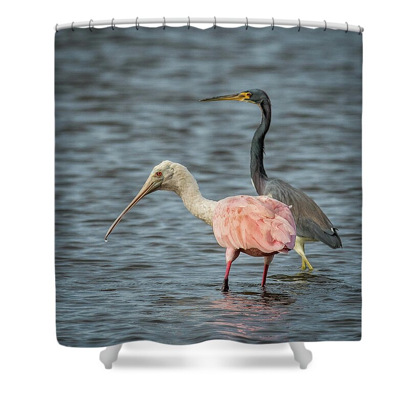 Roseate Spoonbill Shower Curtain featuring the photograph Spoon Bill and Heron by Paul Freidlund