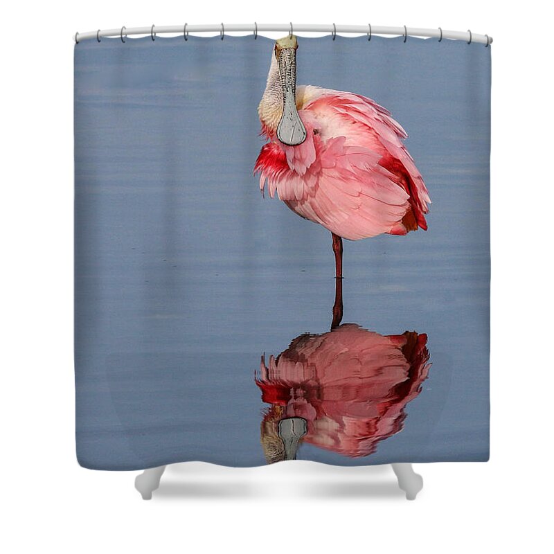 Spoonbill Shower Curtain featuring the photograph Spoonbill and Reflection by Dorothy Cunningham