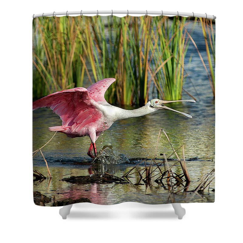 Spoonbills Shower Curtain featuring the photograph Spoonbill squabble by Judi Dressler