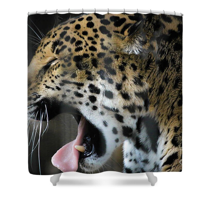 Spotted Jaguar Shower Curtain featuring the photograph Spotted Jaguar Memphis Zoo by Veronica Batterson