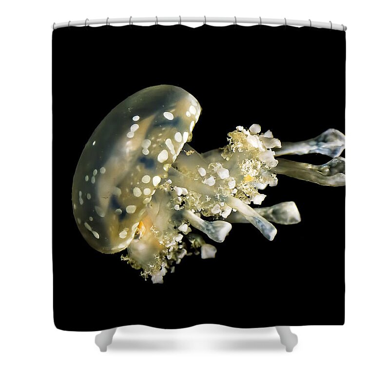 Spotted Jelly Shower Curtain featuring the photograph Spotted Lagoon Jellyfish by Heather Applegate