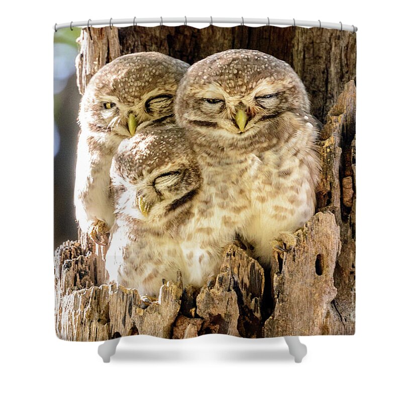 India Shower Curtain featuring the photograph Spotted Owlets by Werner Padarin