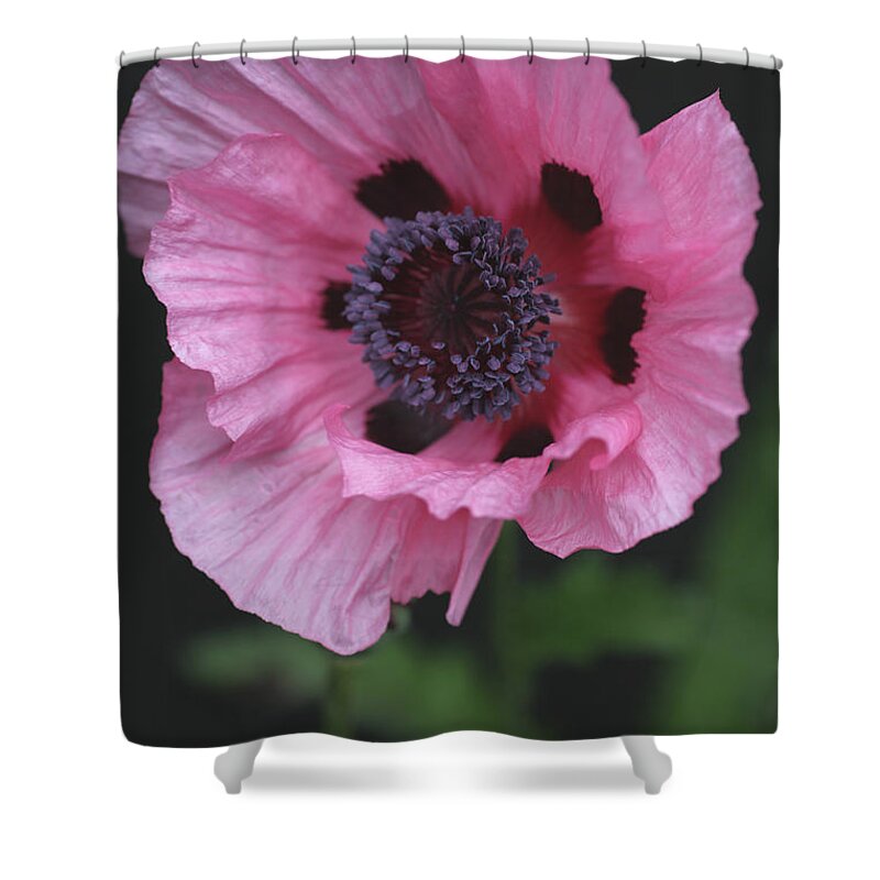 Poppy Shower Curtain featuring the photograph Spotted Pink Poppy by Tammy Pool