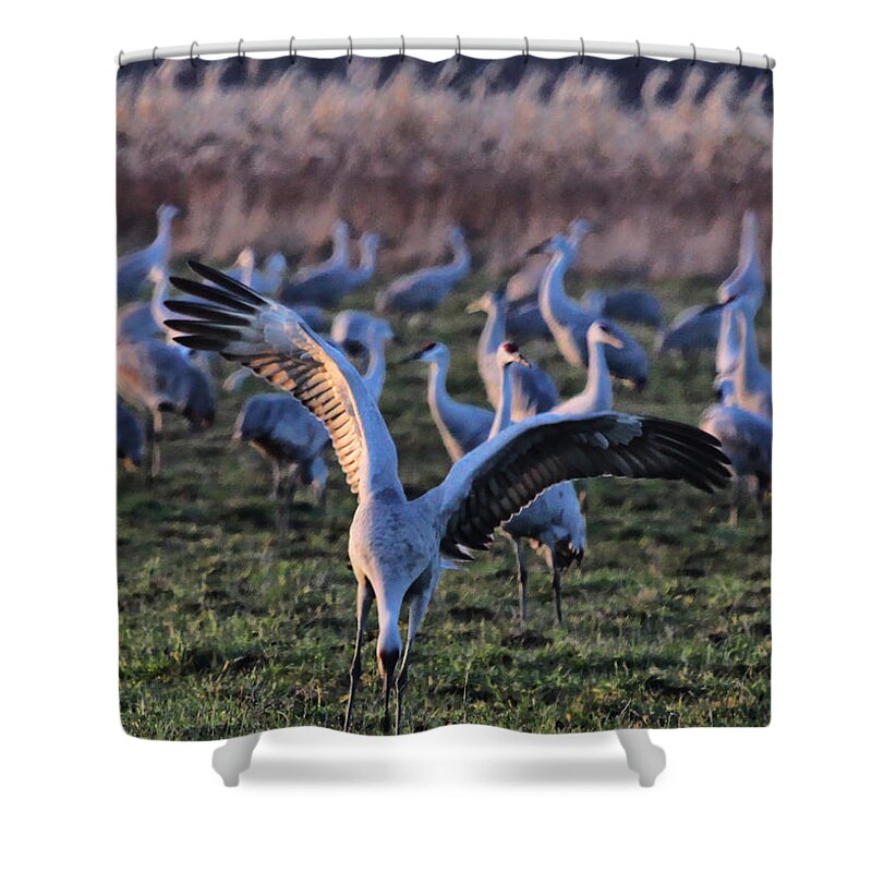 Digital Art Photography Photograph Sandhill Sandhills Sandhill Crane Bird Wings Dusk Socializing Shower Curtain featuring the photograph Spread Your Wings by Shari Jardina