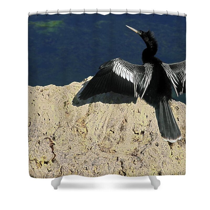 Anhinga Shower Curtain featuring the photograph Spreading My Wings by Sally Weigand