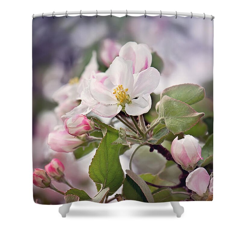 Spring Apple Blossom Print Shower Curtain featuring the photograph Spring Apple Blossoms by Gwen Gibson