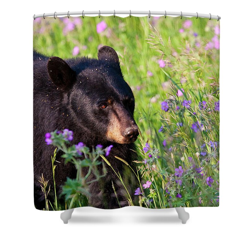 Black Bear Shower Curtain featuring the photograph Spring Black Bear by Mark Miller