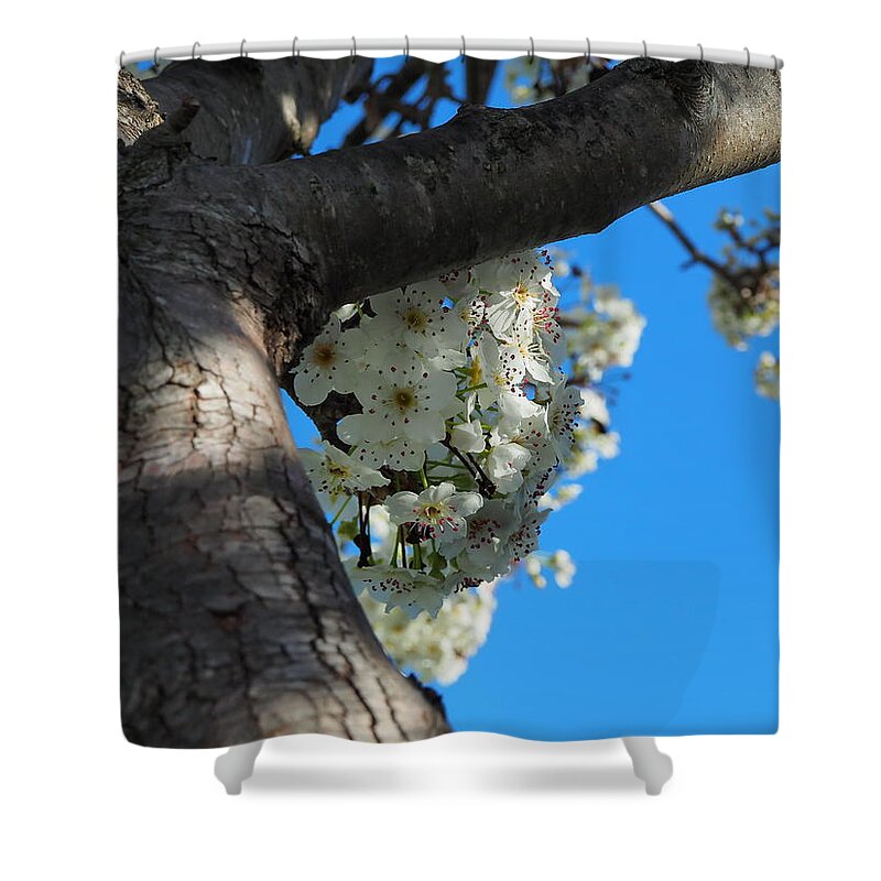 Botanical Shower Curtain featuring the photograph Spring Bloom by Richard Thomas