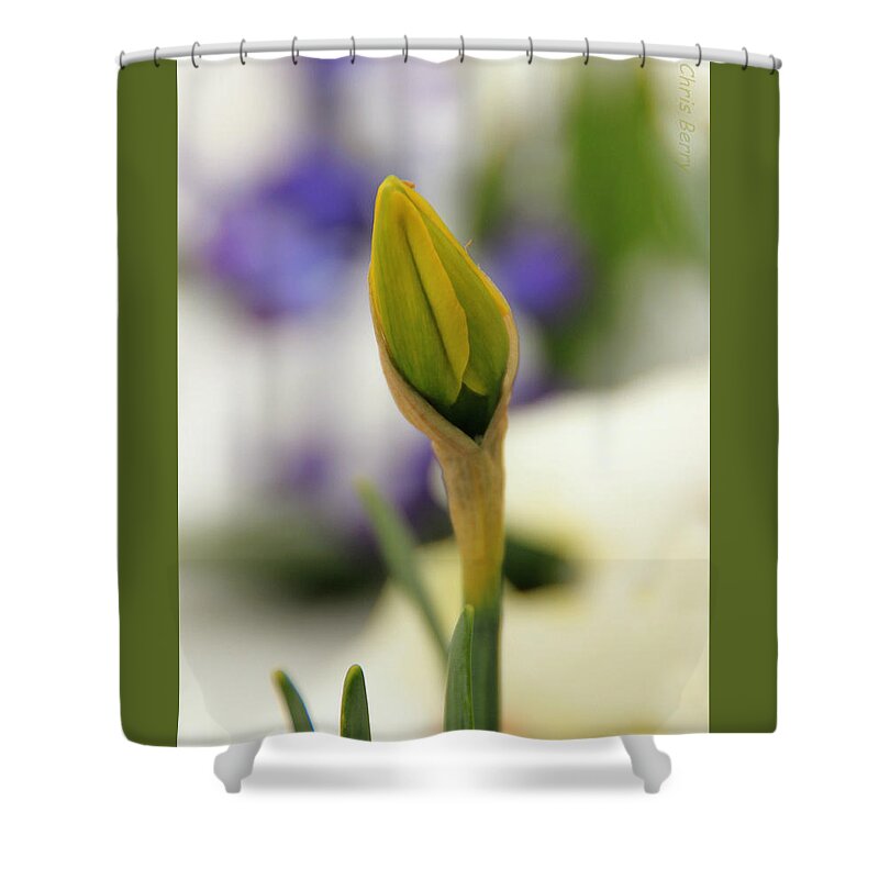 Narcissus Shower Curtain featuring the photograph Spring Blooms in the Snow by Chris Berry