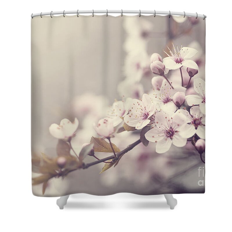 Cherry Shower Curtain featuring the photograph Spring Blossom in pastel colors by Jelena Jovanovic