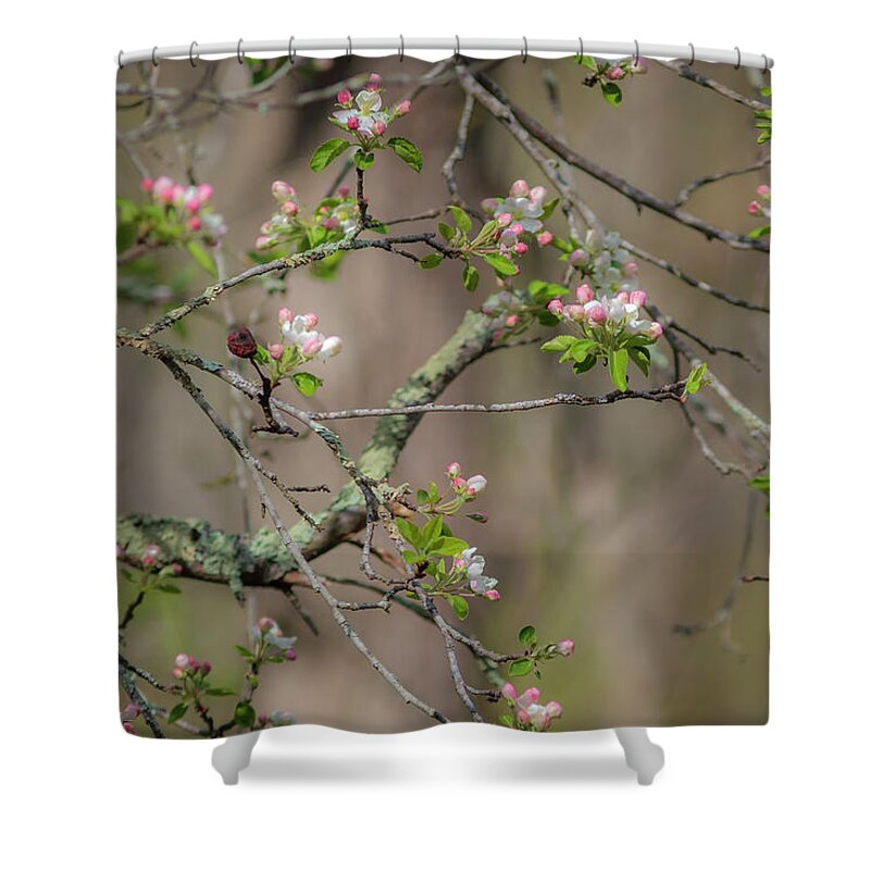 300 Mm F/4 Is Usm Shower Curtain featuring the photograph Spring Blossoms 2 by Mark Mille