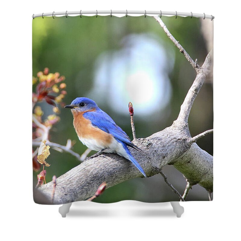 Bluebird Shower Curtain featuring the photograph Spring Bluebird by Brook Burling