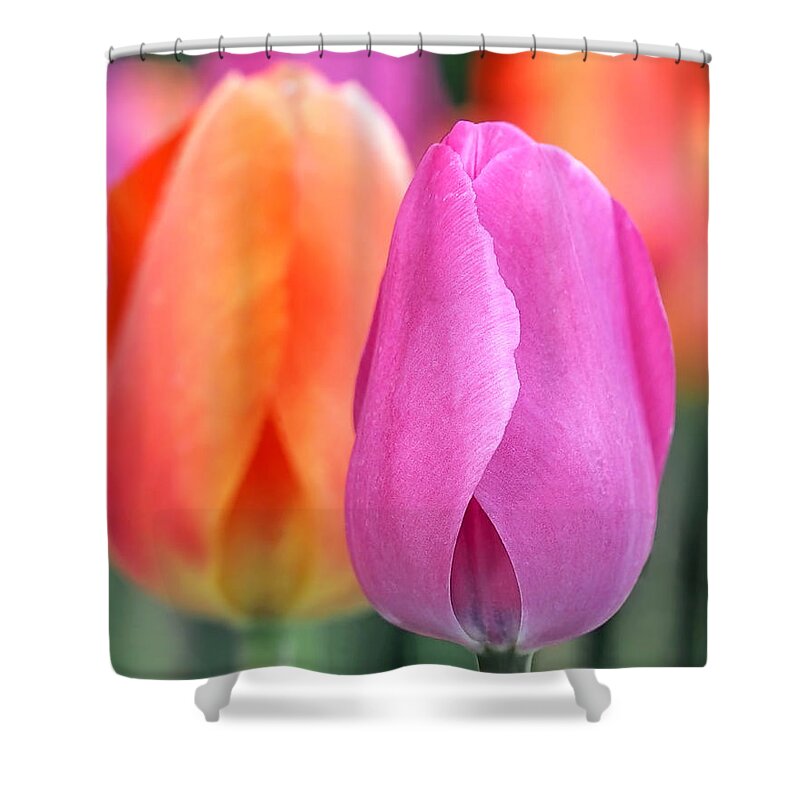 Tulips Shower Curtain featuring the photograph Spring Colors by Rona Black