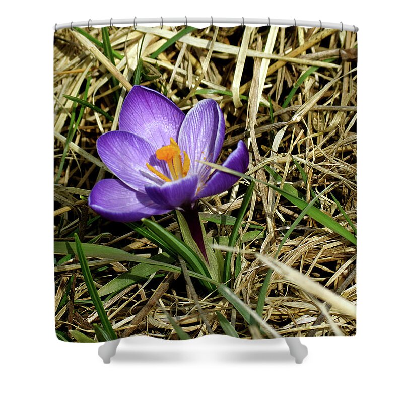 Crocus Shower Curtain featuring the photograph Spring Crocus by Azthet Photography
