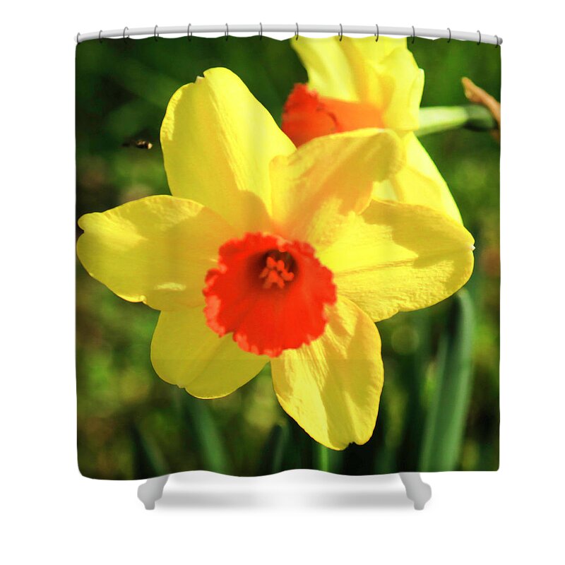 Spring Shower Curtain featuring the photograph Spring Dandelion by Dr Janine Williams