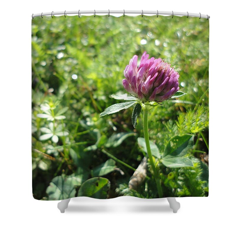 Clover Shower Curtain featuring the photograph Spring dressed in purple and green by Sabina Wagner