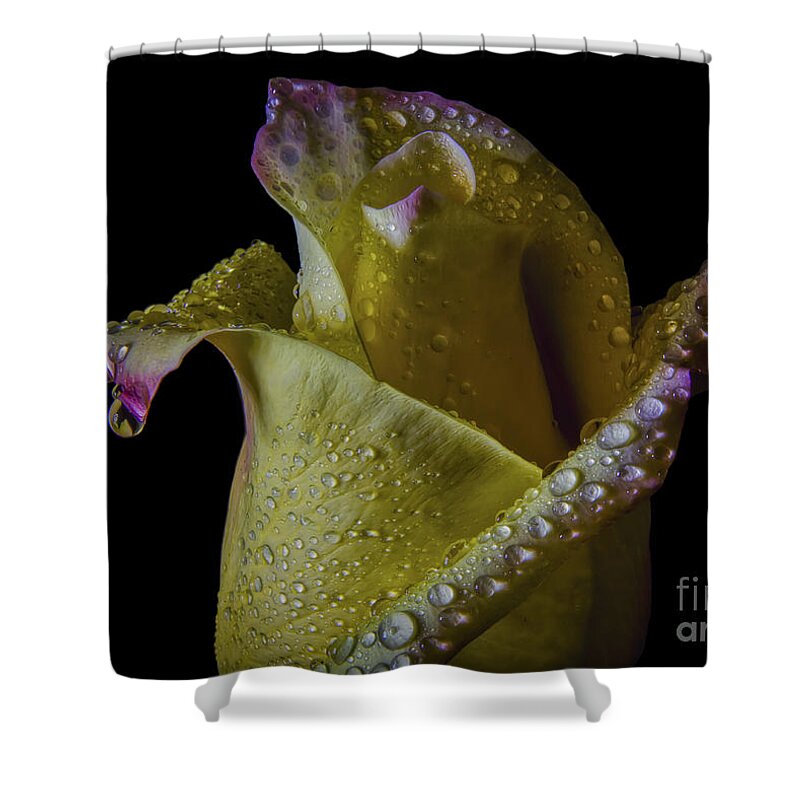 Spring Fresh Shower Curtain featuring the photograph Spring Fresh by Mitch Shindelbower
