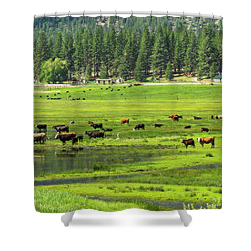Grazing Cattle Shower Curtain featuring the photograph Spring Grazing by L J Oakes
