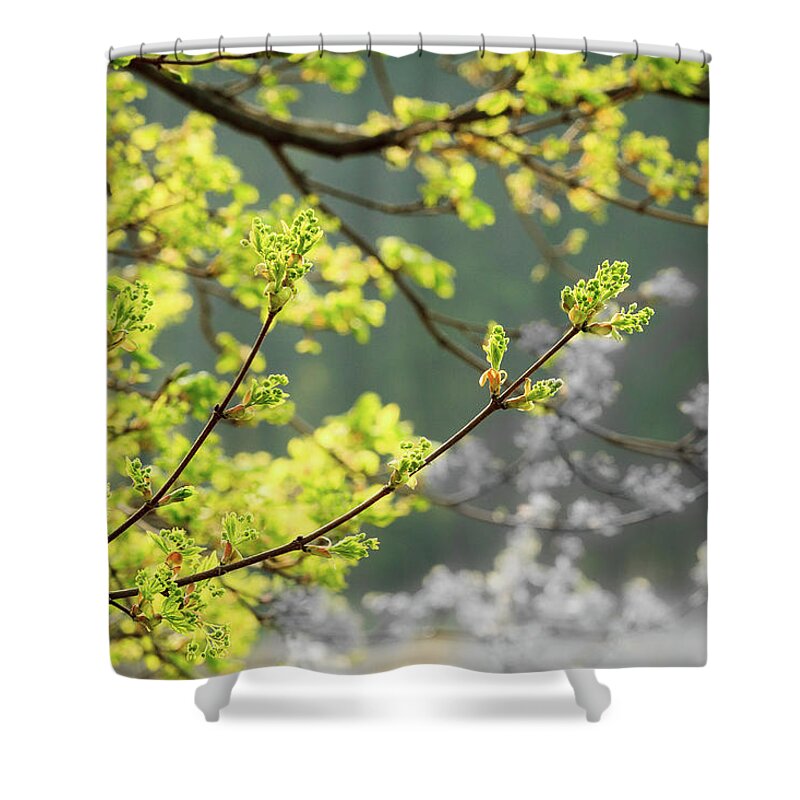 Illinois Shower Curtain featuring the photograph Spring in the Arboretum by Joni Eskridge