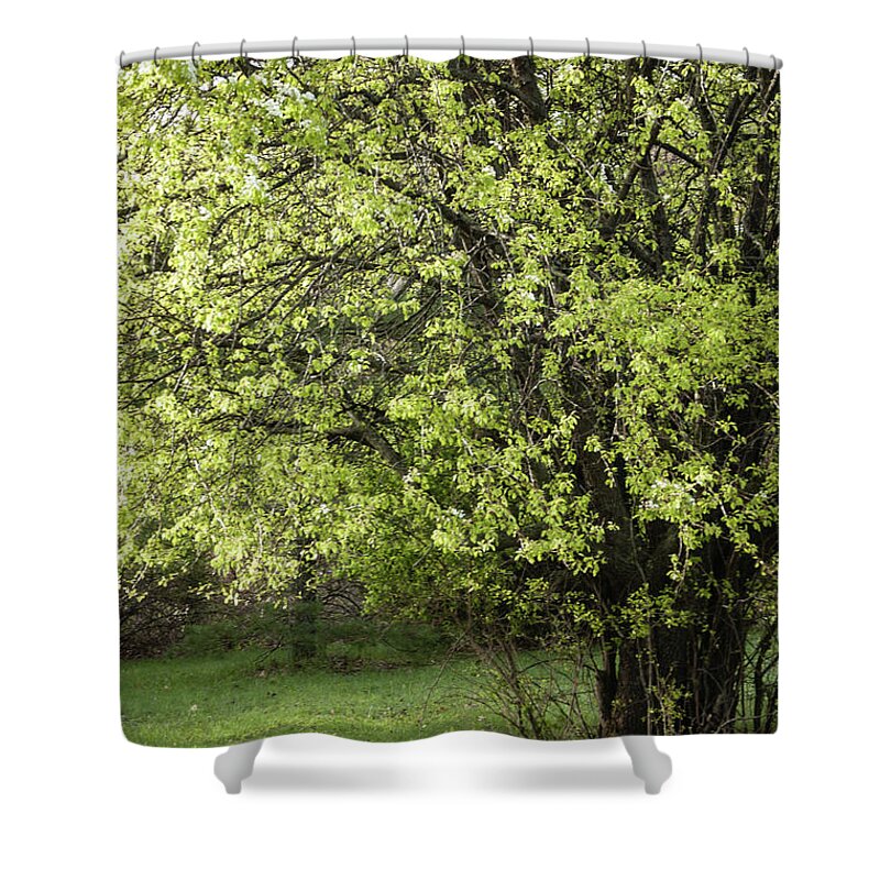 Spring Shower Curtain featuring the photograph Spring Morning by Faith Harron Boudreau