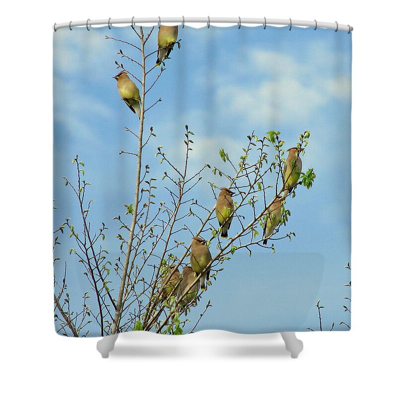 Nature Shower Curtain featuring the photograph Spring Sentinals by Peggy Urban
