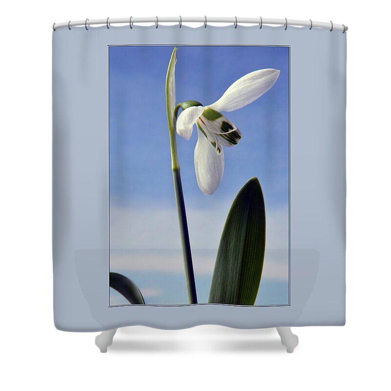 Snowdrop Shower Curtain featuring the photograph Spring Snowdrop by Terence Davis