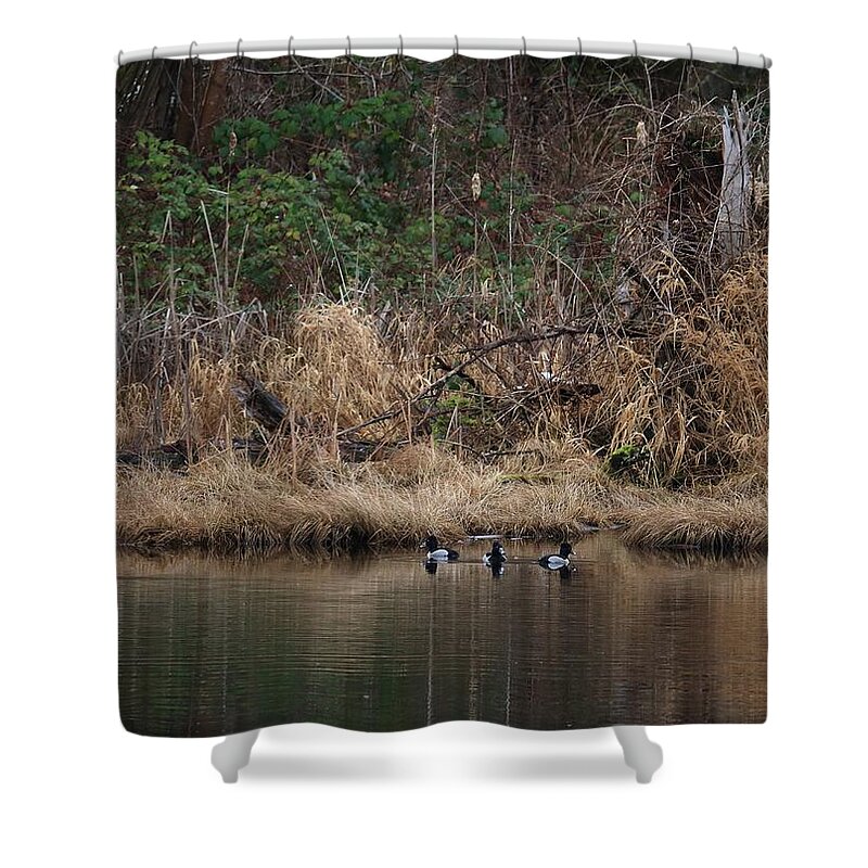 Ring-necked Ducks Shower Curtain featuring the photograph Spring Team by I'ina Van Lawick
