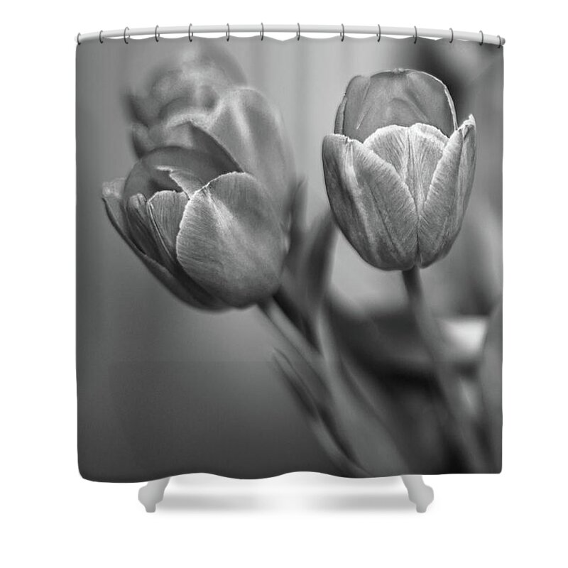 Tulips Shower Curtain featuring the photograph Spring Tulips by Elvira Pinkhas