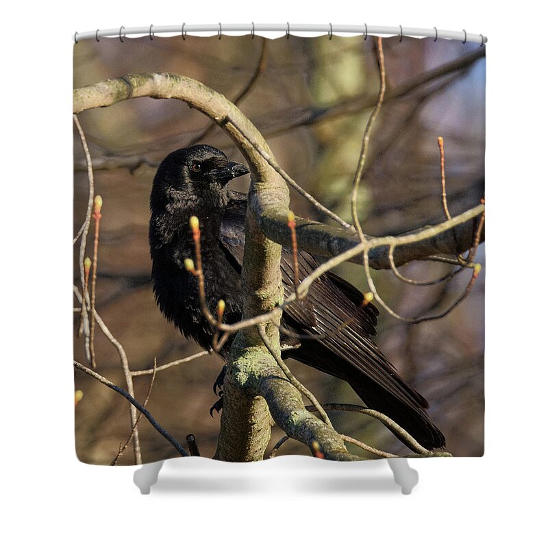 Square Shower Curtain featuring the photograph Springtime Crow Square by Bill Wakeley